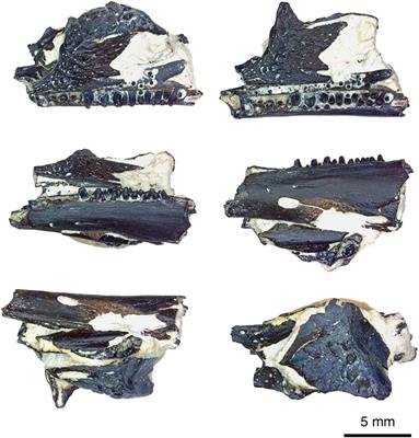 Multiple Tooth-Rowed Parareptile From the Early Permian of Oklahoma